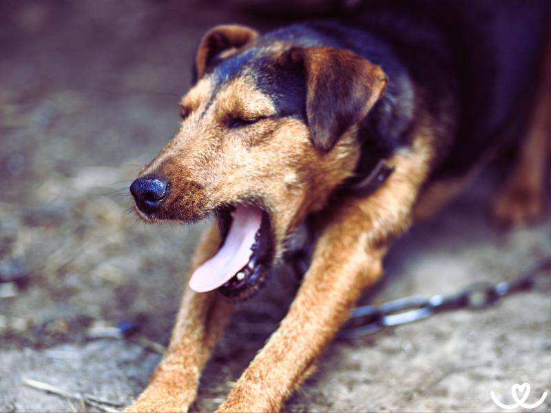 Německý lovecký teriér je ideální pes pro myslivce