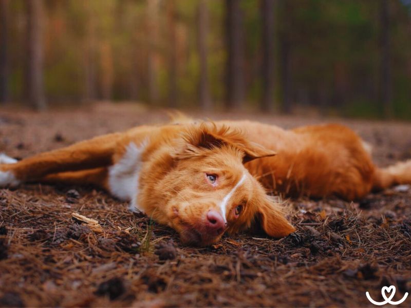 Kanadský či novoskotský retrívr nebo toller. Spousta jmen, ale jeden pes