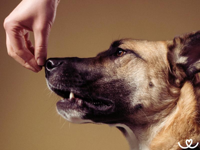 Obedience pro začátečníky: Co by měl pes umět