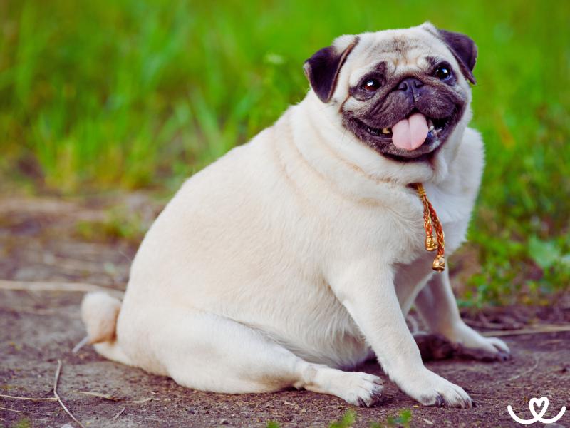 Obezita u psa: Jak zjistit, že už má kila navíc?