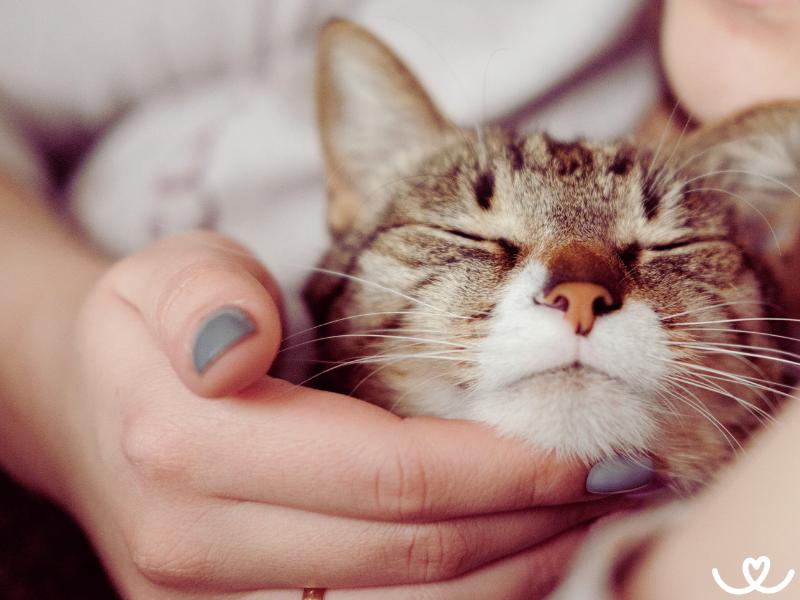 Oblíbená kočičí jména: Znáte jejich význam?