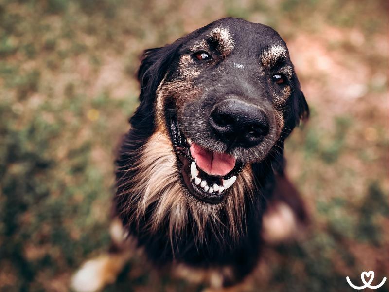 Oblíbená psí jména: Znáte jejich význam?
