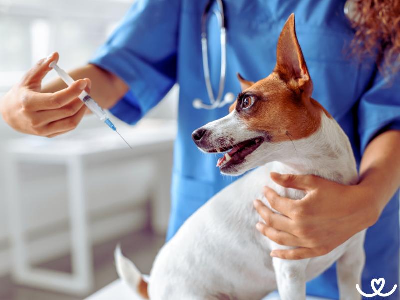 Očkování psa: Které je důležité a jak ho zvládnout bez stresu