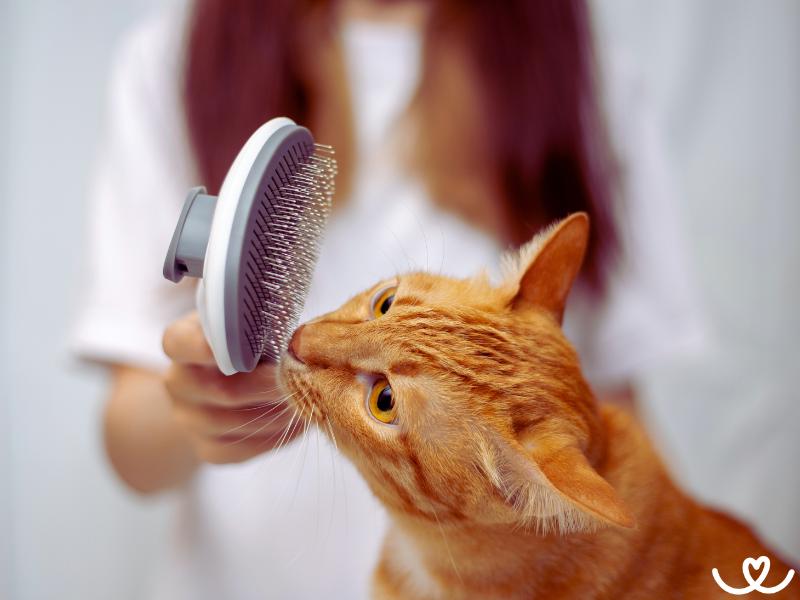 Jak správně pečovat o kočičí srst