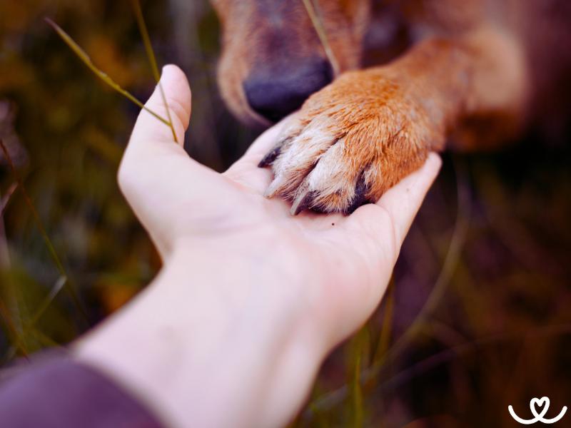 Jak na péči o psí drápky
