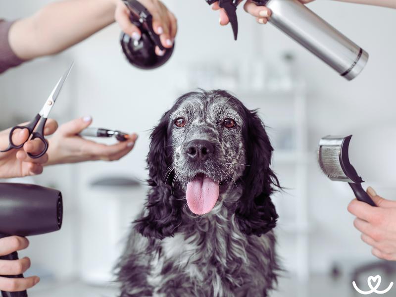 Jak správně pečovat o psí srst