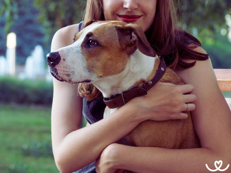 Pes ve městě: Co by měl umět a na co dejte pozor