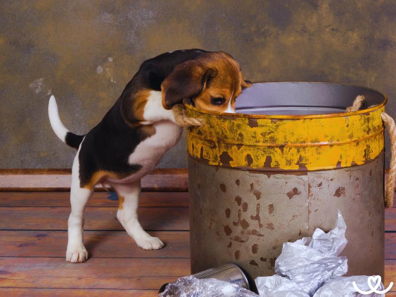 Jak odnaučit psa žrát odpadky