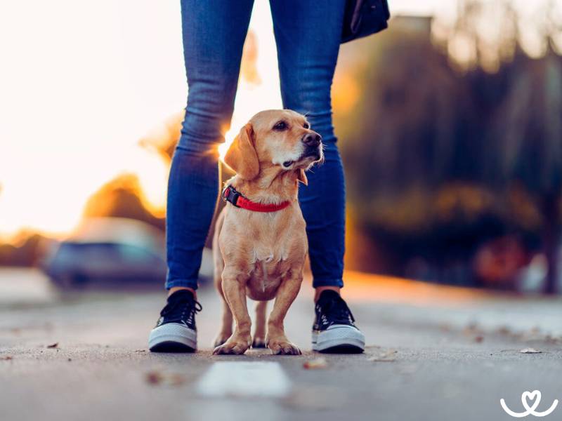 Malá psí plemena, která se hodí i do města