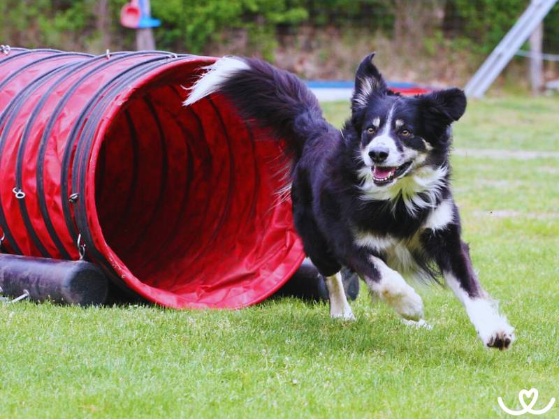 Psí plemena, která se hodí na agility