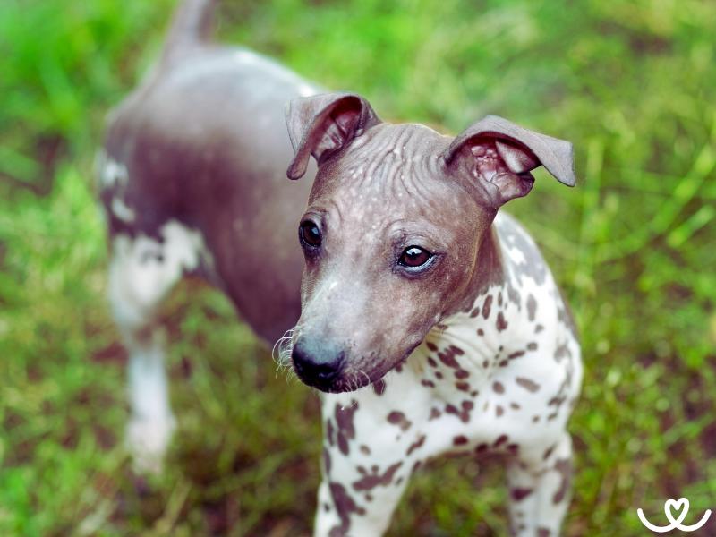 Americký bezsrstý teriér miluje víc sport než gauč