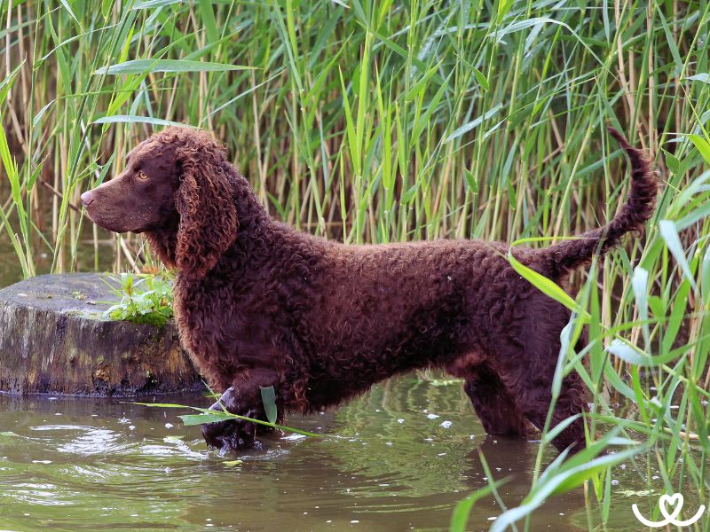 Americký vodní španěl miluje vodní sporty a lov