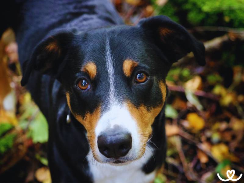 Appenzellský salašnický pes je skvělý hlídač domu i rodiny