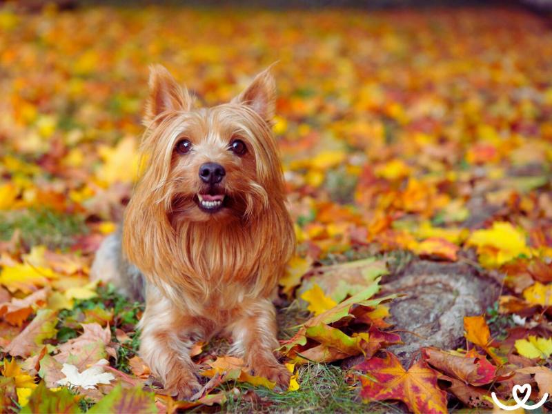 Australský silky teriér je malý neohrožený hlídač