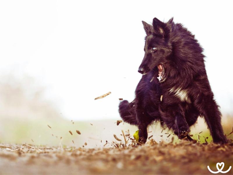 Belgický ovčák groenendael je chytrý, ale velmi citlivý pes