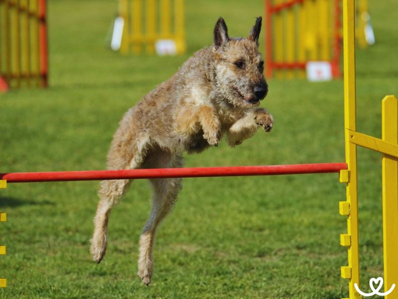 Belgický ovčák laekenois není pes pro začátečníky