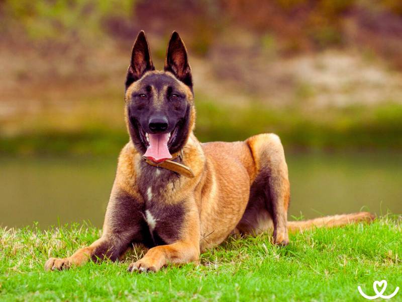 Belgický ovčák malinois je oddaný svému pánovi až za hrob