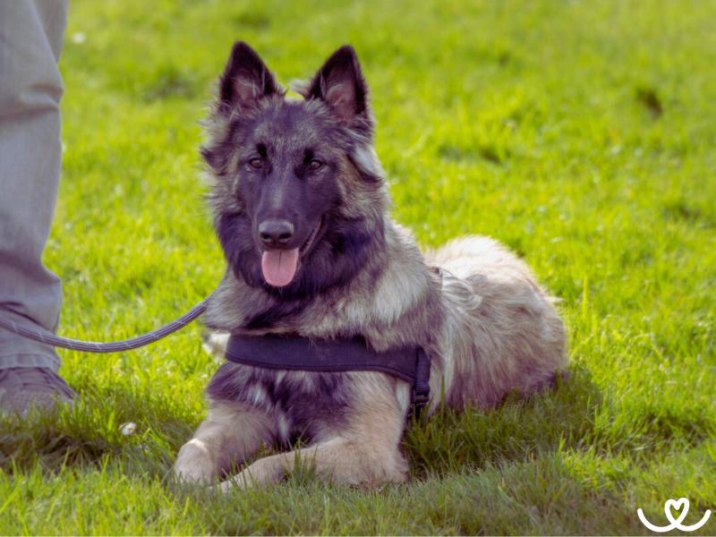 Belgický ovčák tervueren nemá rád "klasický" dril