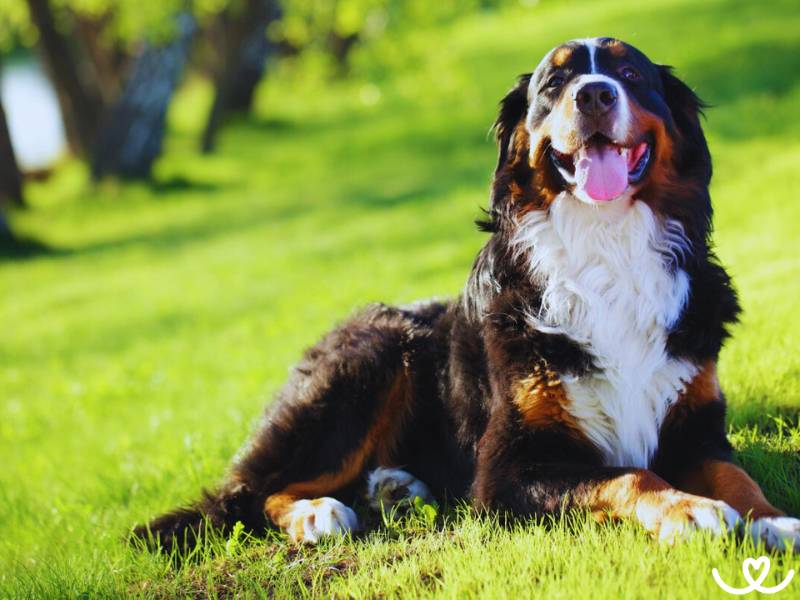 Bernský salašnický pes uhlídá stádo ovcí, ale i děti