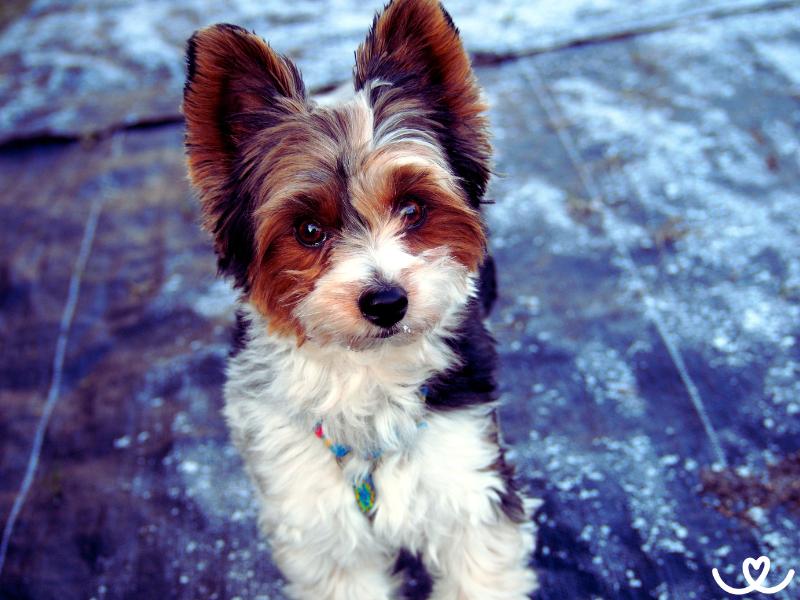 Biewer teriér je psí plyšák do malého bytu