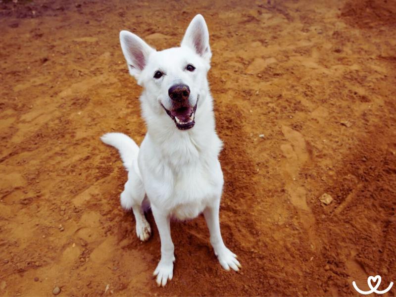 Bílý švýcarský ovčák vznikl omylem, ale jeho obliba roste