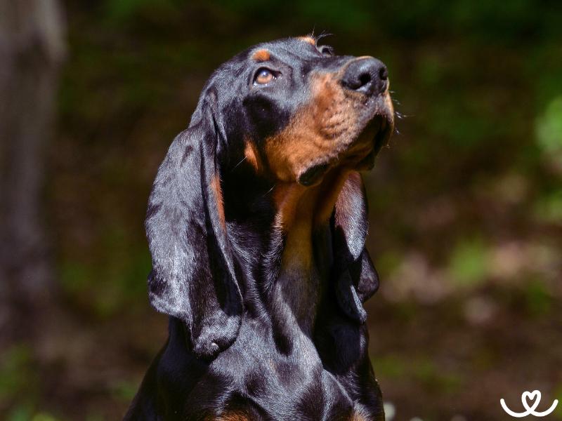 Black and tan coonhound je roztomilý, ale i tvrdohlavý