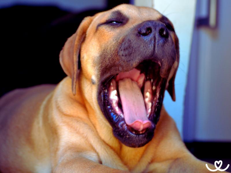 Boerboel či búrský buldok je citlivý psí obr