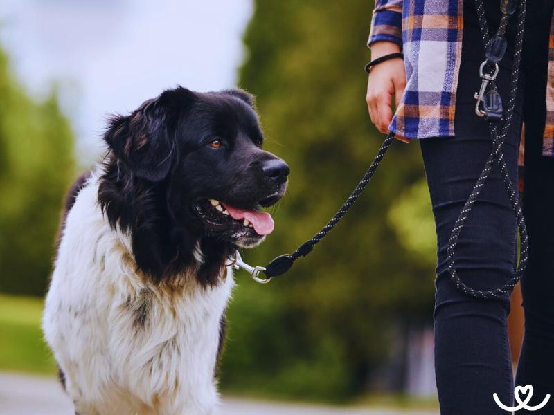 Český horský pes je vytrvalý horský záchranář