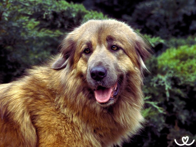 Estrelský pastevecký pes dnes místo stáda hlídá rodinu