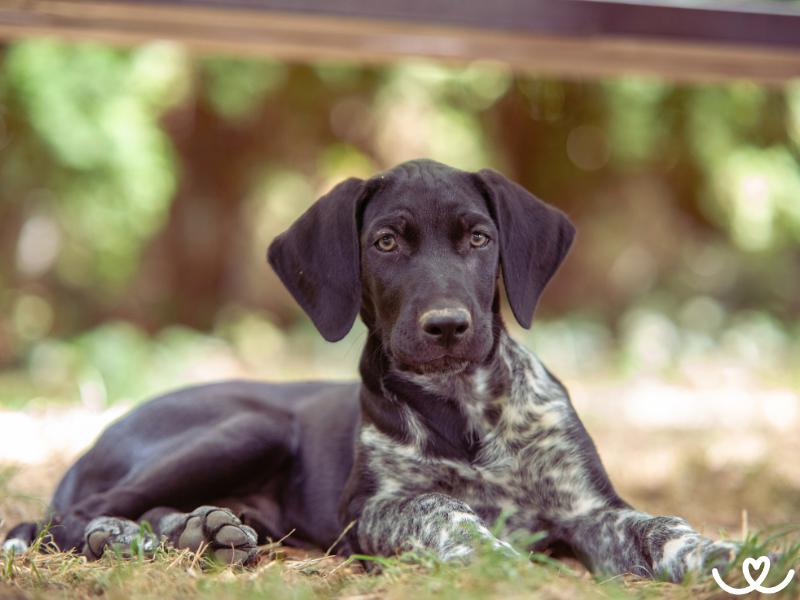 Evropský saňový pes není parťák pro lenochy