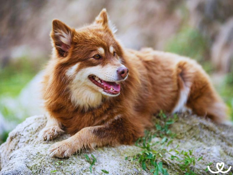 Finský laponský pes je perfektní volbou k dětem