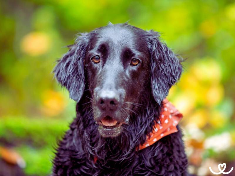 Flat coated retrívr je křehký elegán s duší lovce