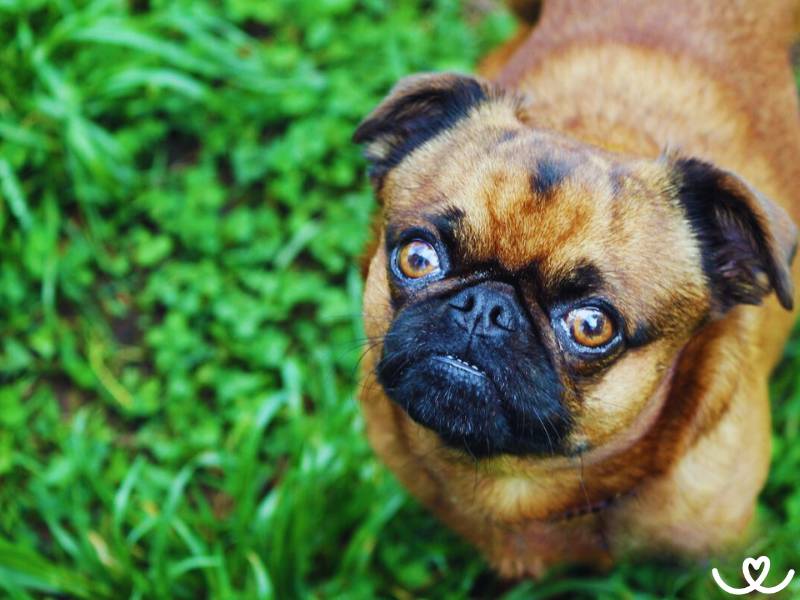Grifonek brabantský neboli brabantík se snadno urazí a pak hodiny "nemluví"
