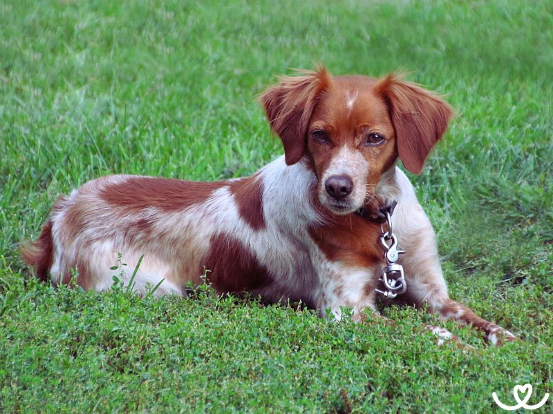 Irský červenobílý setr je psí lovec, co miluje děti