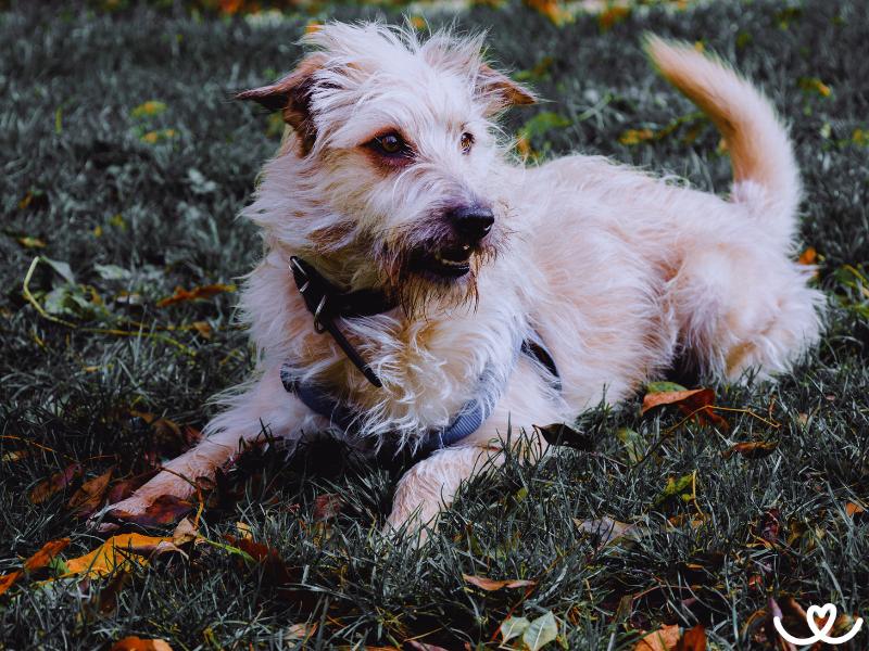 Irský glen of imaal teriér je jako rozcuchaný voříšek