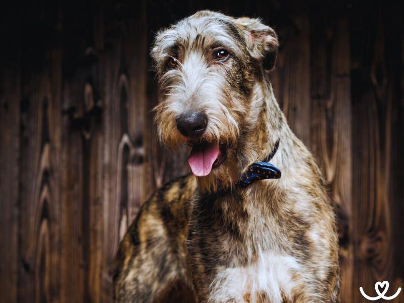 Irský vlkodav je něžný psí obr, který rozumí dětem