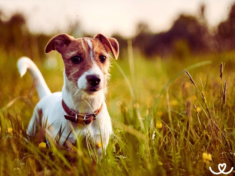 Jack Russell teriér je veselý pejsek na pérkách