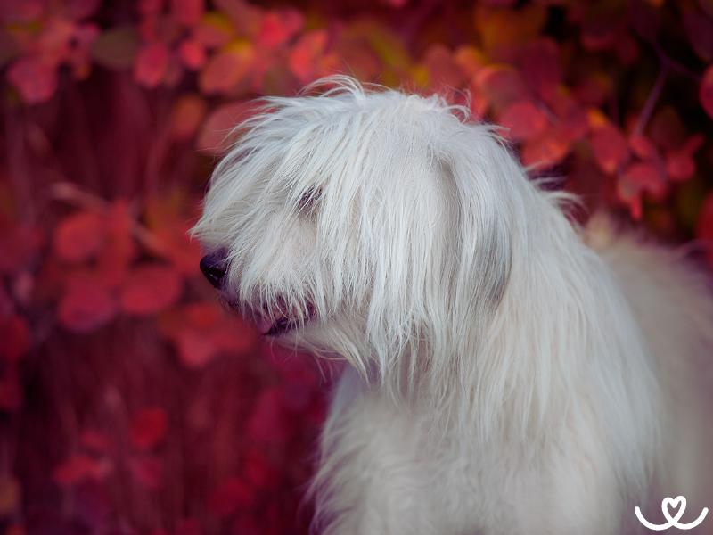 Jihoruský ovčák budí respekt již svým vzhledem