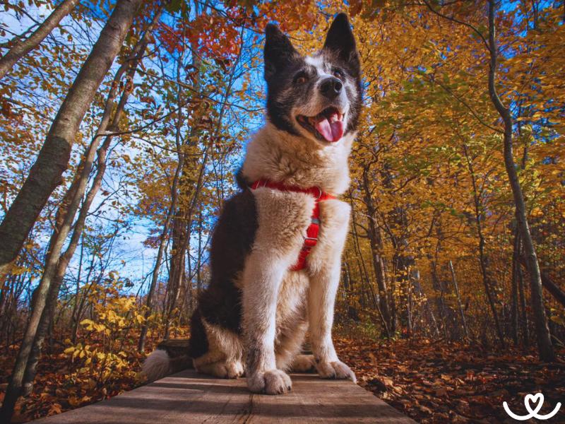 Karelský medvědí pes je velmi dobrý útěkář