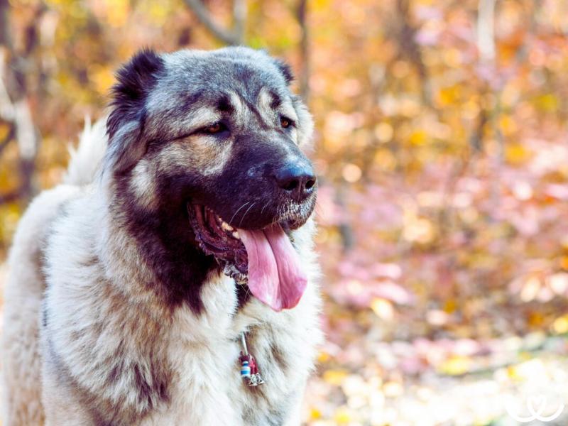 Kavkazský pastevecký pes vzhledem odradí i zloděje
