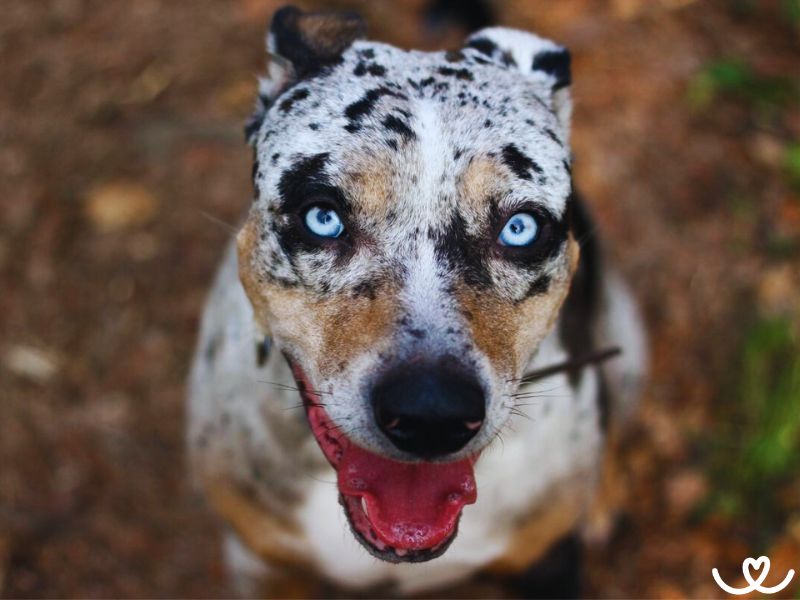 Louisianský leopardí pes není zlý, ale umí být dominantní