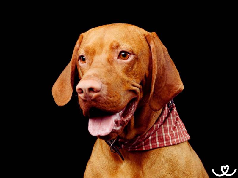 Maďarský ohař (vizsla) patří mezi ukecaná psí plemena