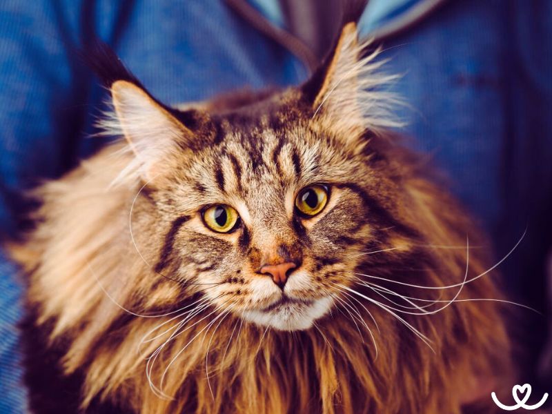 Mainská mývalí kočka je něžný obr s povahou psa