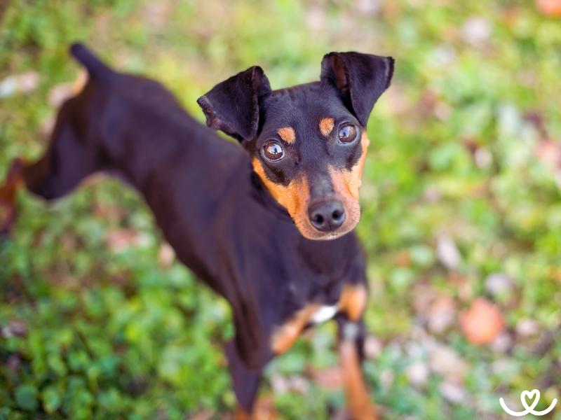 Manchesterský teriér je aktivní pes vhodný do bytu