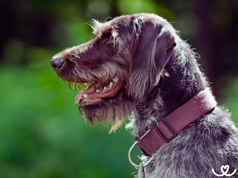 Německý ohař drátosrstý je klidný a vyrovnaný pes