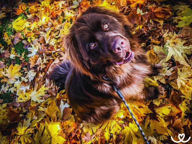 Novofundlandský pes plní úkoly bez remcání, ale pomalu