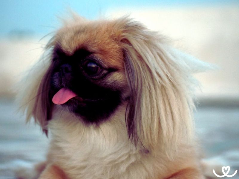 Pekingský palácový psík je malý kašpar, co rád baví