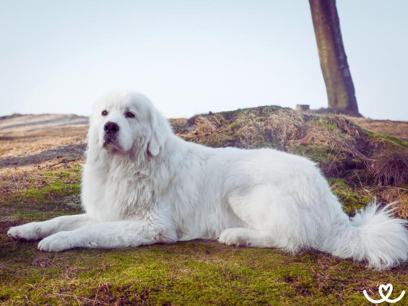 Podhalaňský ovčák bude chránit do roztrhání těla