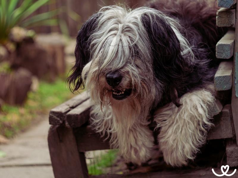 Polský ovčák nížinný rád pase vše, co se pohne