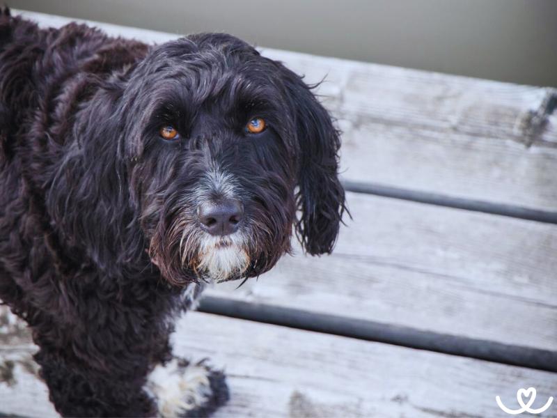 Portugalský vodní pes je hravý jako štěně i v dospělosti